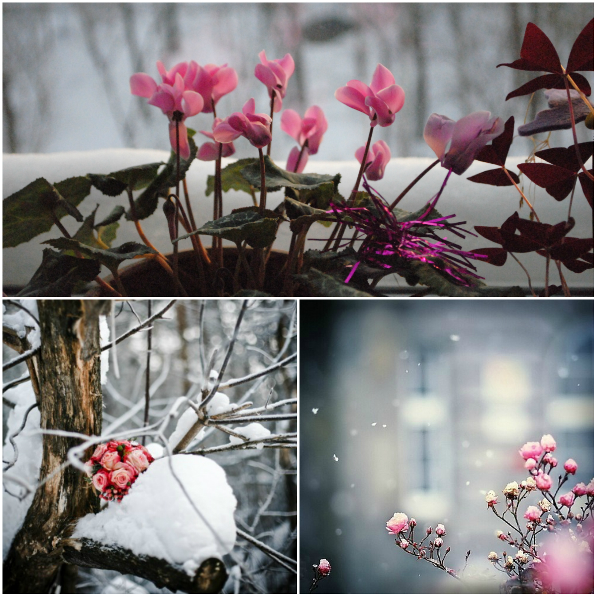 How to Choose and Preserve Flowers in Winter