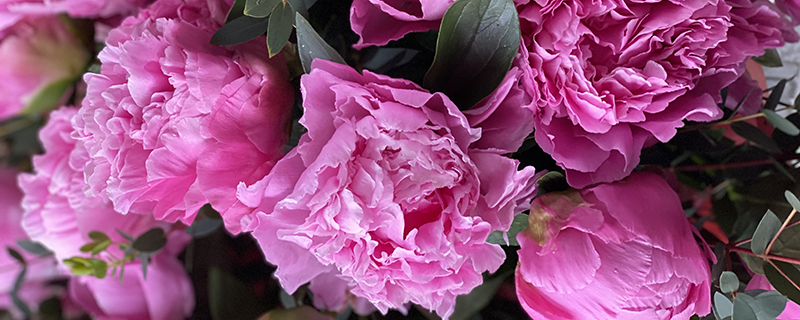 розовые пионы в бутонах