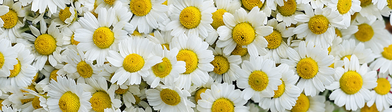 белая луговая ромашка