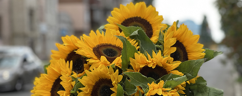 букет подсолнухов