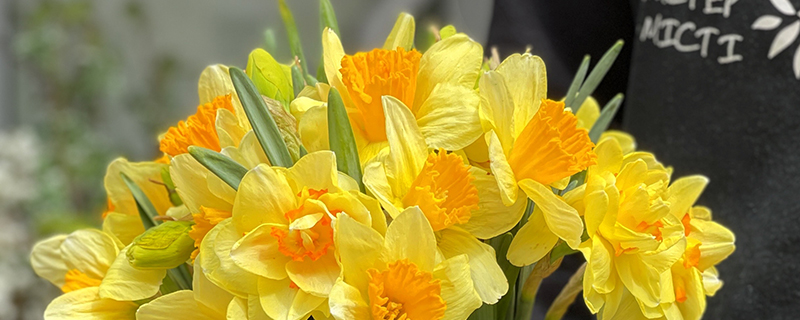 жёлтый нарцисс