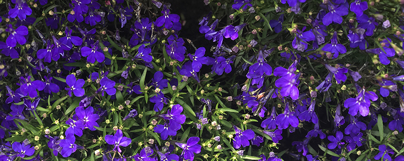 барвинок фиолетовый