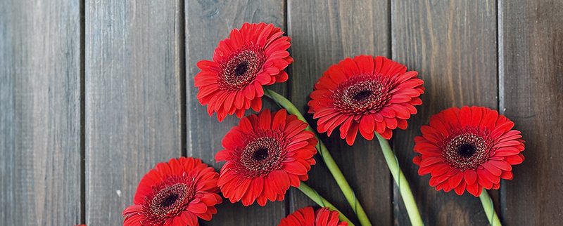 красные герберы