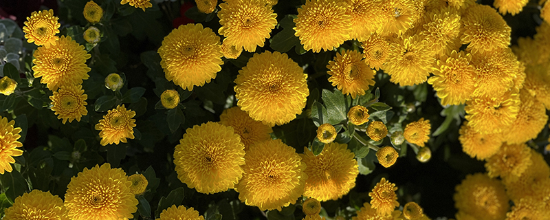 жёлтая кустовая хризантема