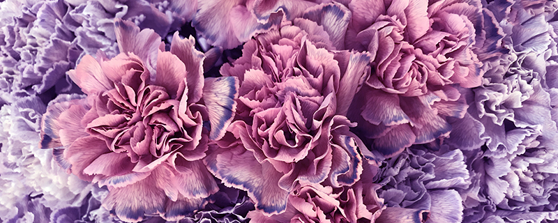 розовая окрашенная гвоздика