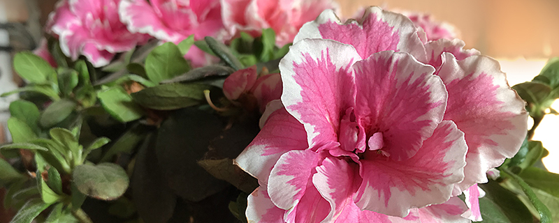 бело-розовая азалия