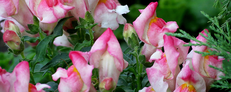 розовый львиный зев