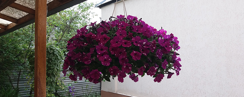 петуния в горшке