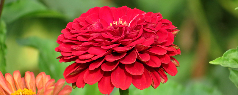 красная цинния