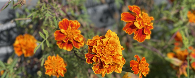 оранжевые бархатцы