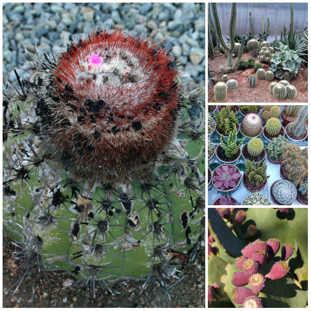 6 Interesting Facts About Cactuses