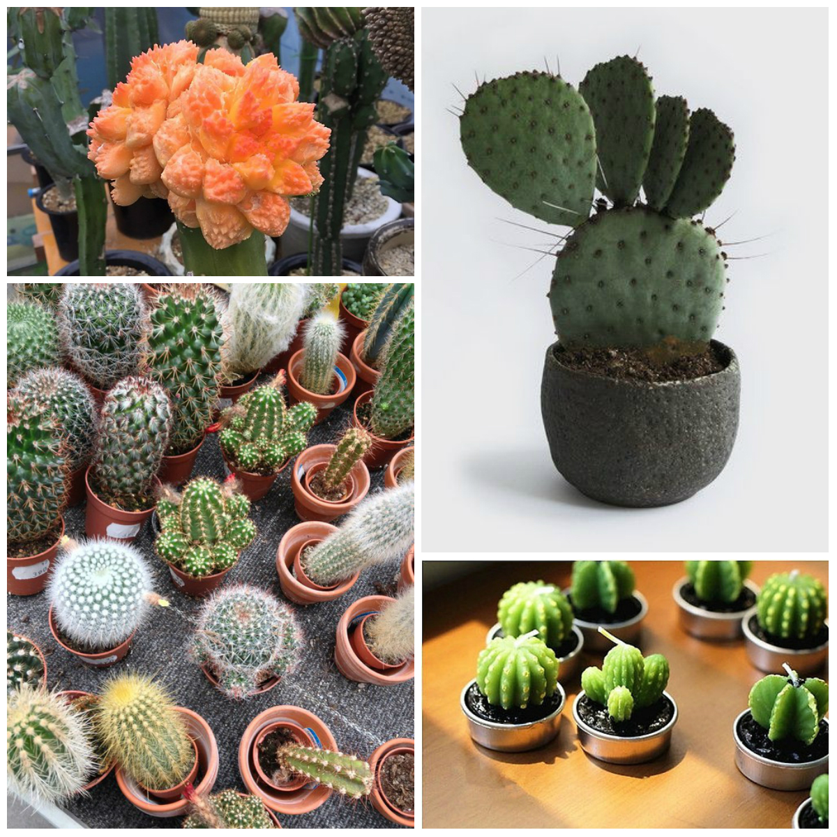 6 Interesting Facts About Cactuses