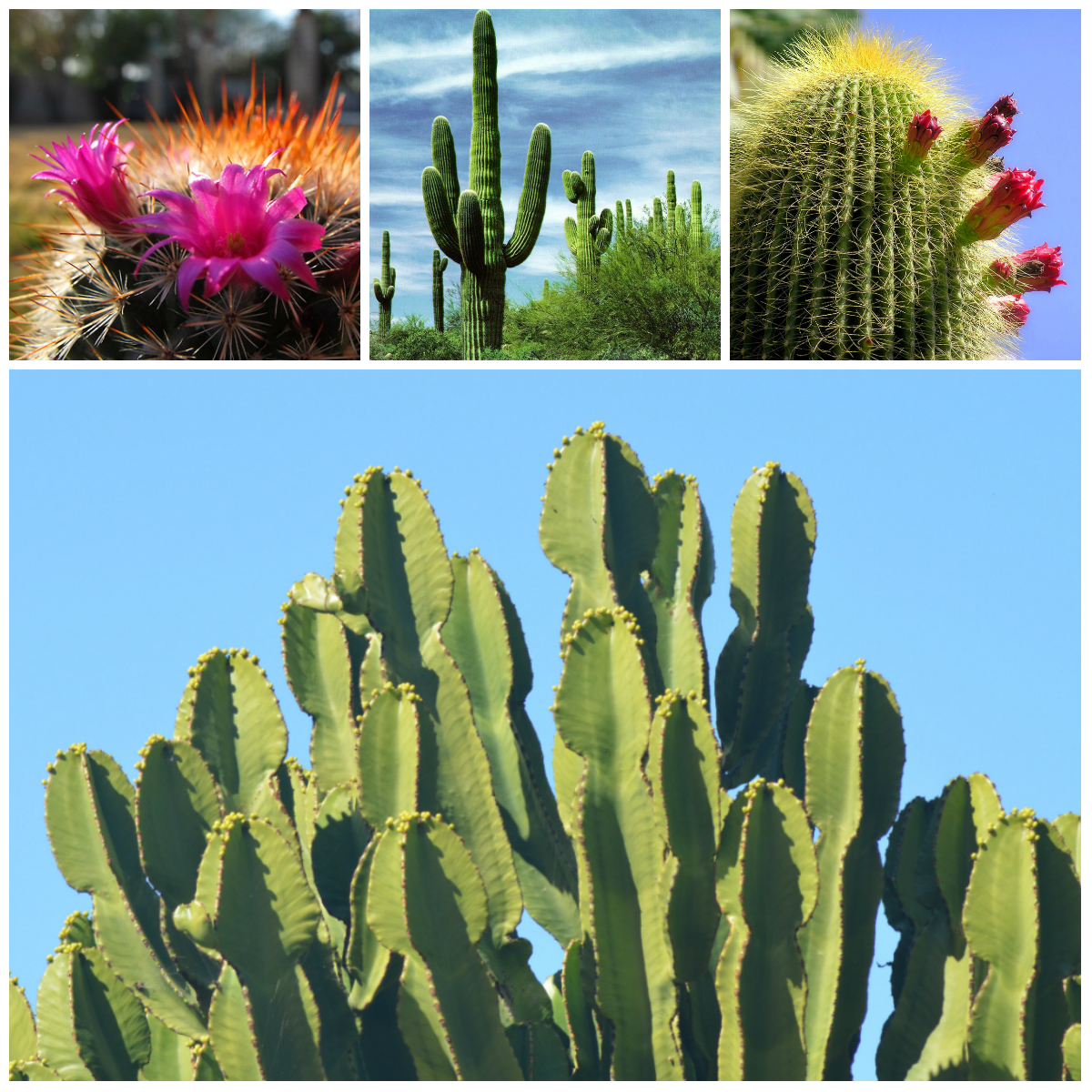 6 Interesting Facts About Cactuses