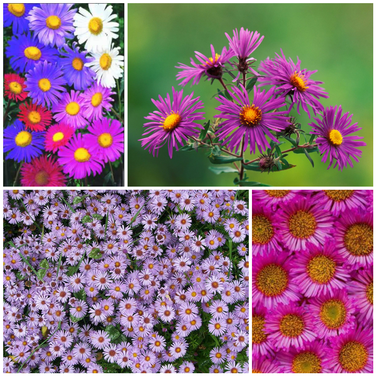 Legends About the Origin of Flowers (Part 2)