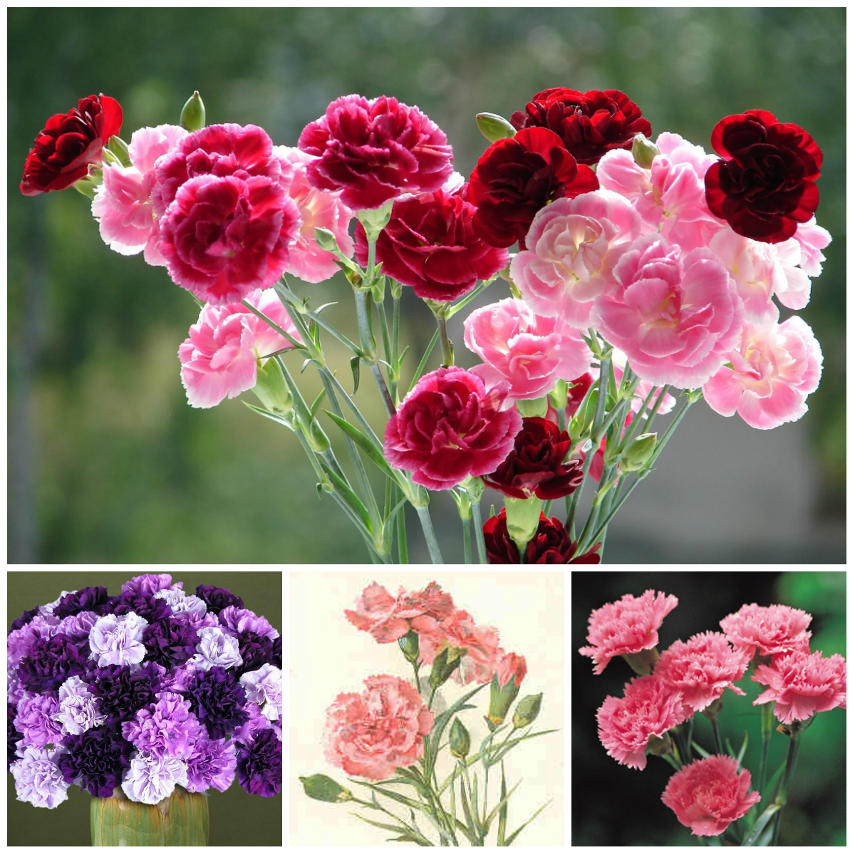 Legends About the Origin of Flowers (Part 2)