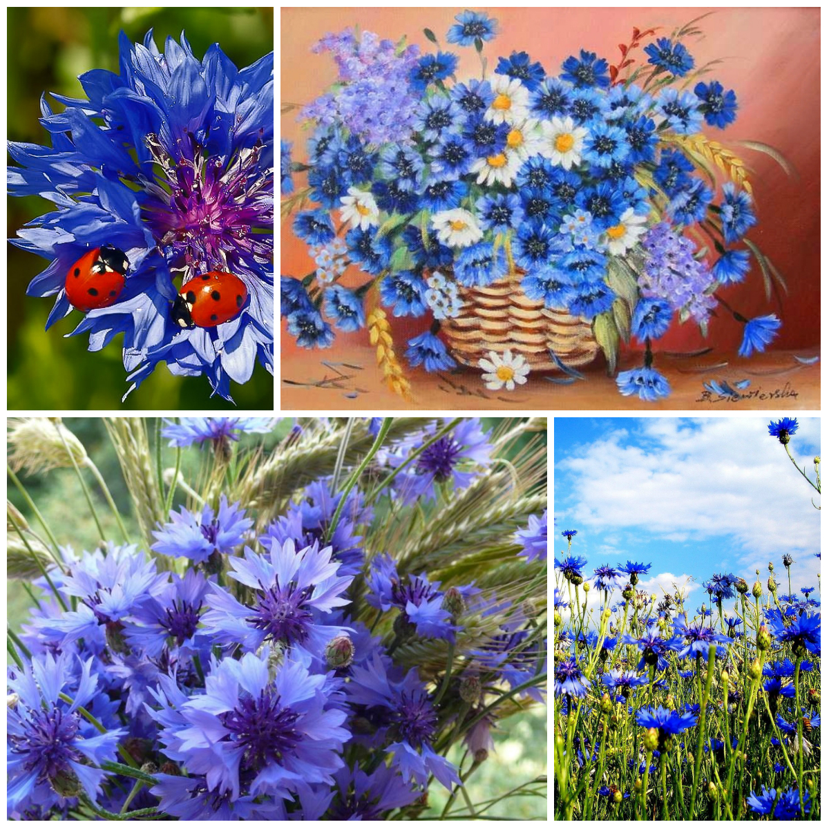Legends About the Origin of Flowers (Part 1)