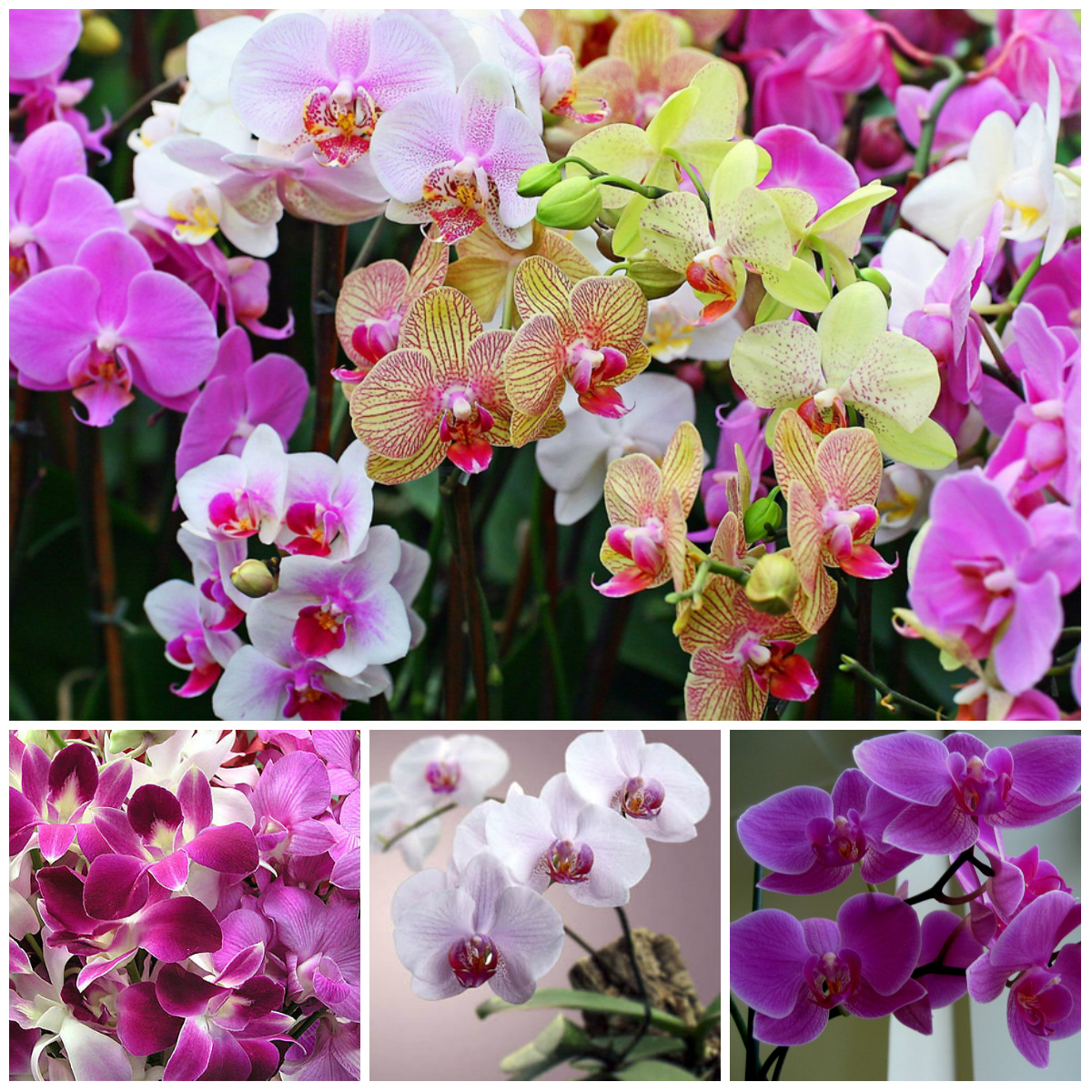 Legends About the Origin of Flowers (Part 1)