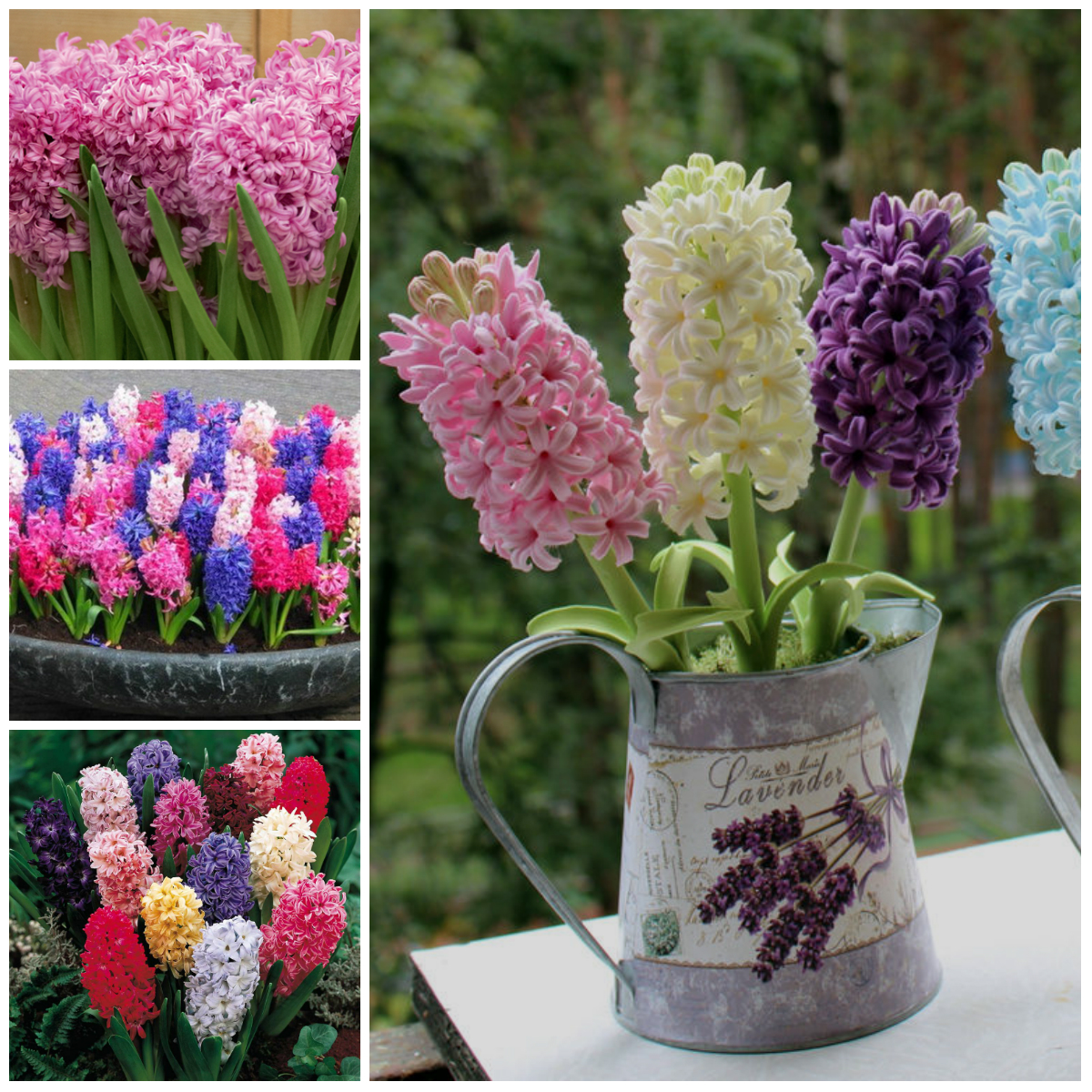 Legends of hyacinth