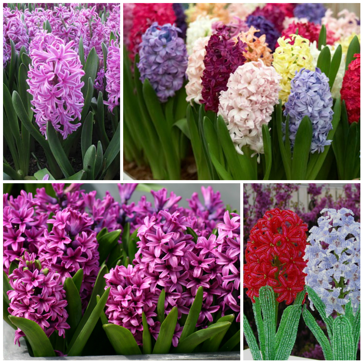 Legends of hyacinth