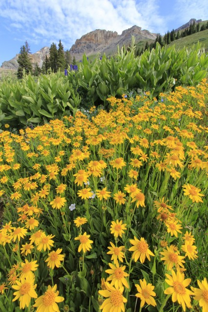 Как фотографировать цветы: часть 1