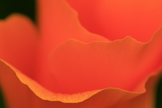 Как фотографировать цветы: часть 2