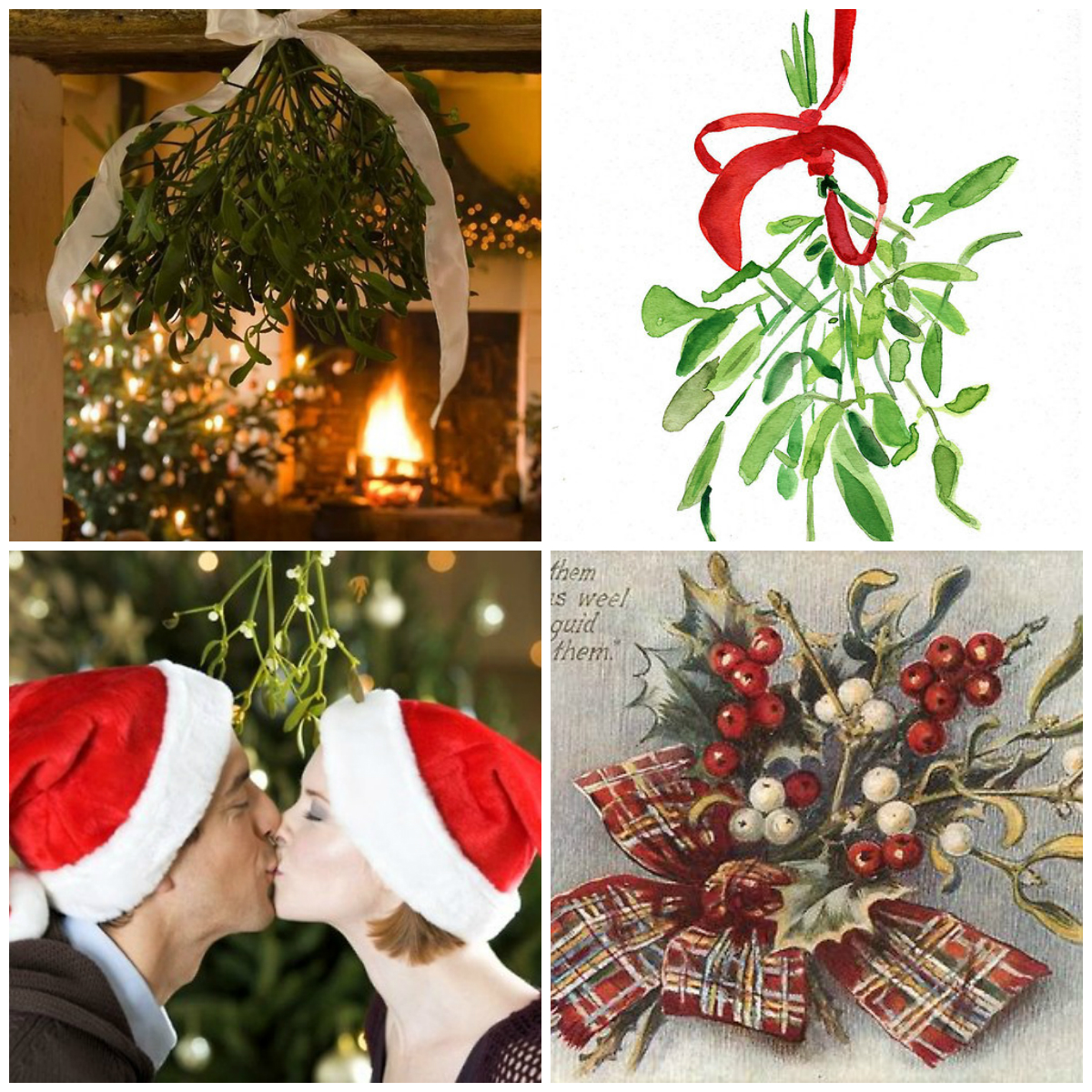 Mistletoe: the Symbolism of Plant and Christmas Traditions