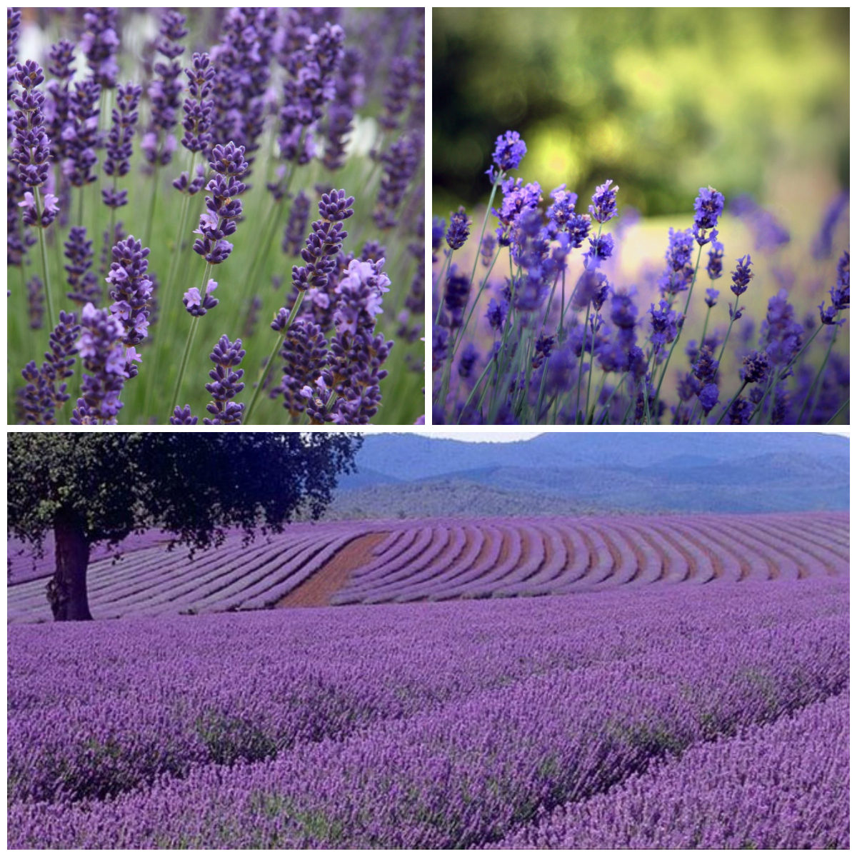 The Most Fragrant Flowers in the World