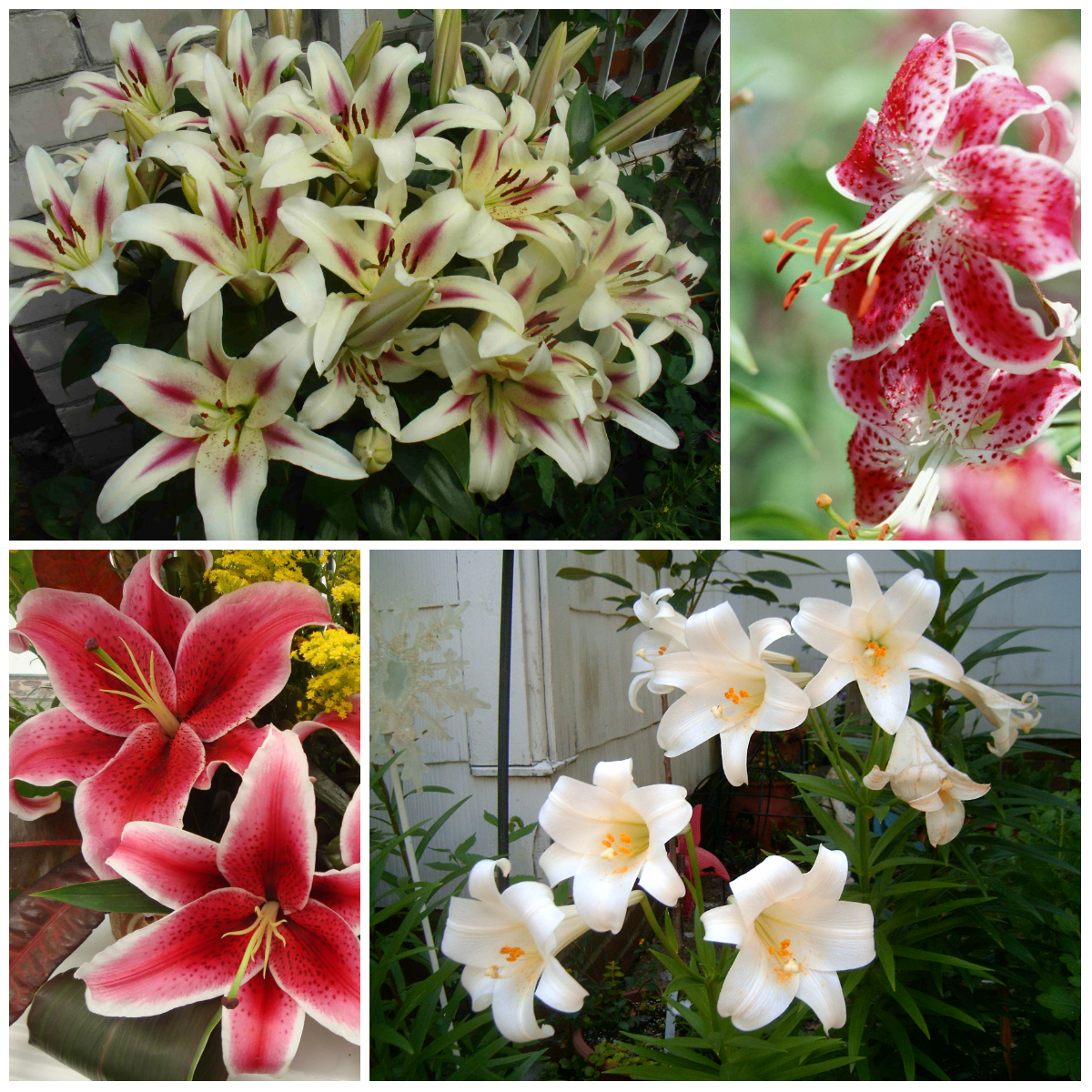 The Most Fragrant Flowers in the World