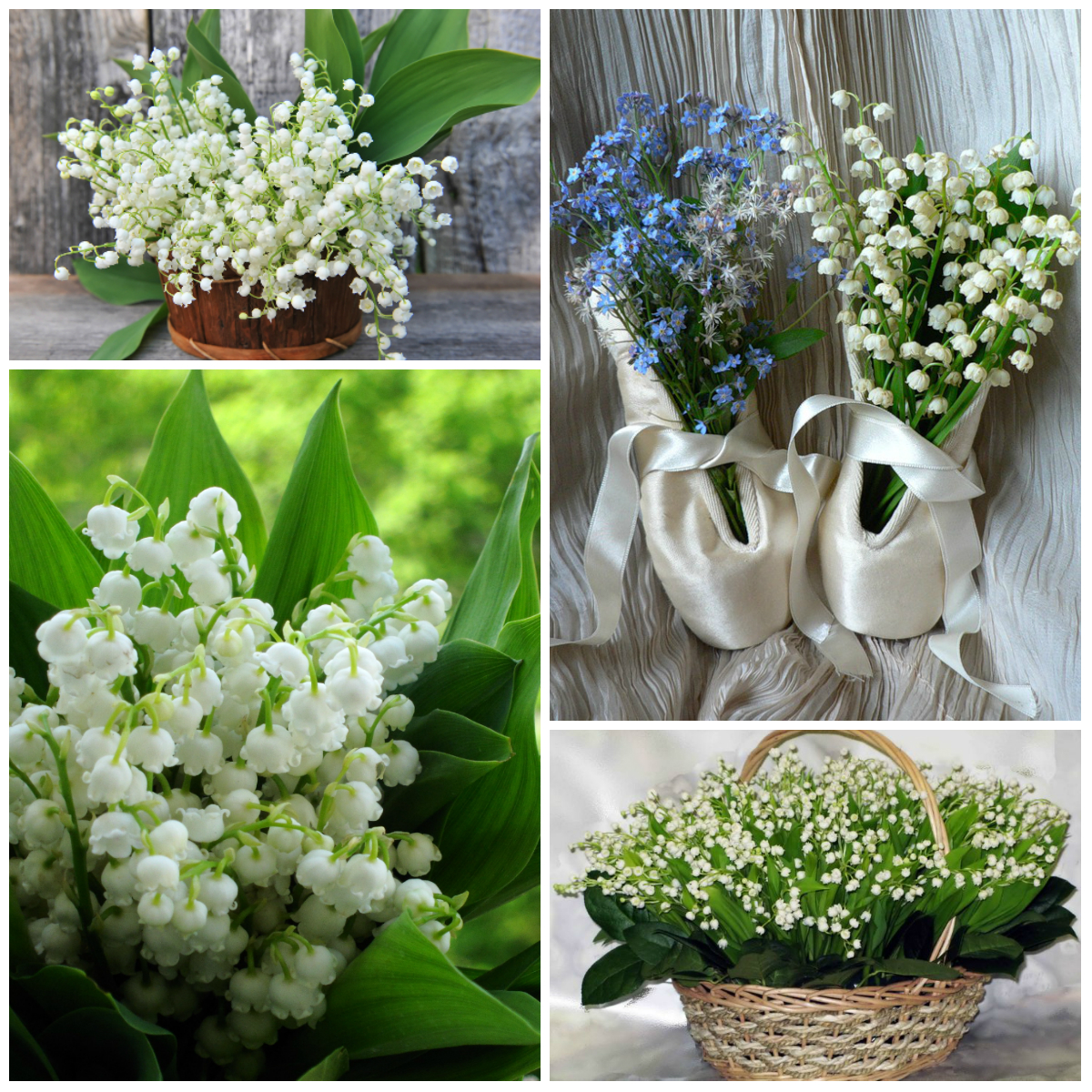 The Most Fragrant Flowers in the World