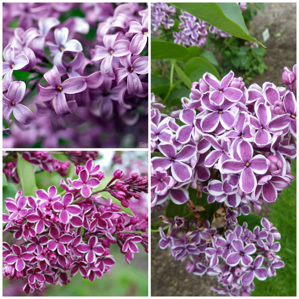 The Most Fragrant Flowers in the World