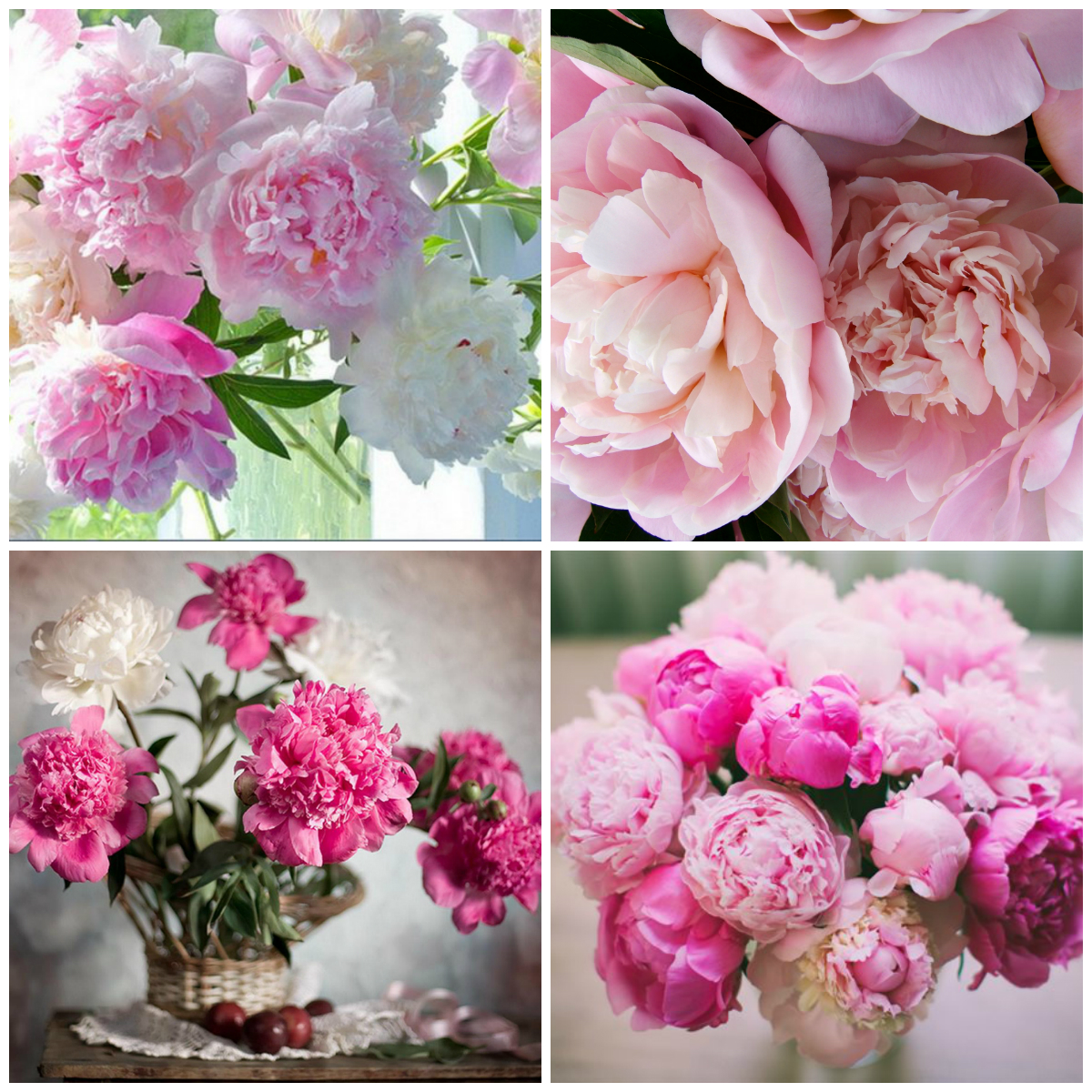The Most Fragrant Flowers in the World