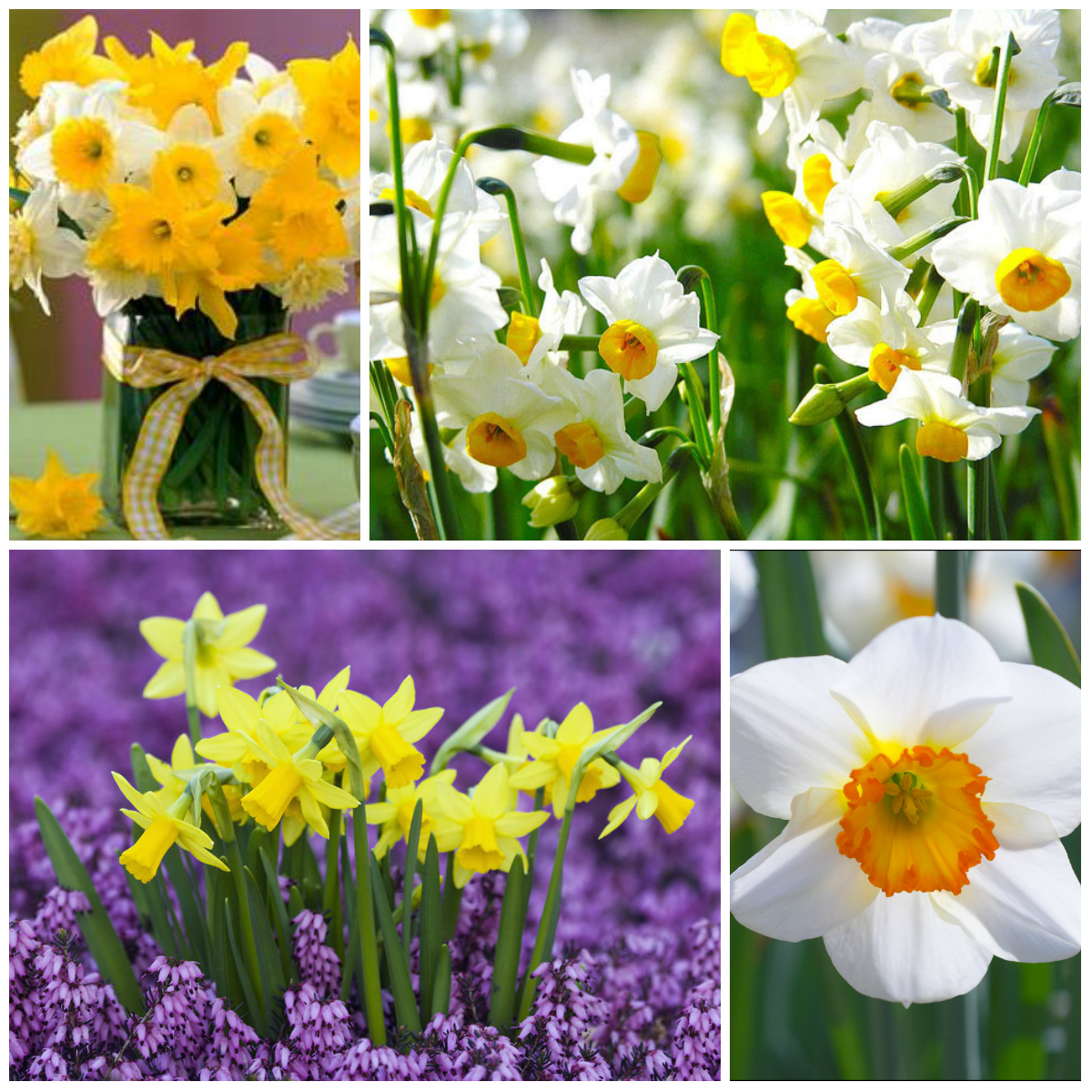 The Most Fragrant Flowers in the World