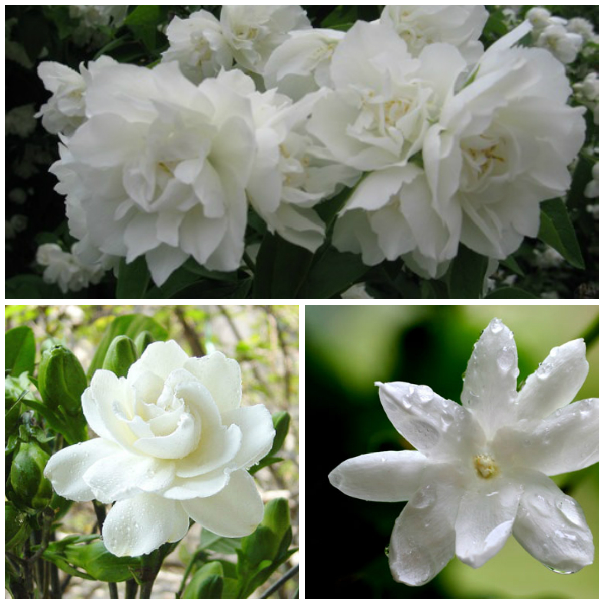 The Most Fragrant Flowers in the World