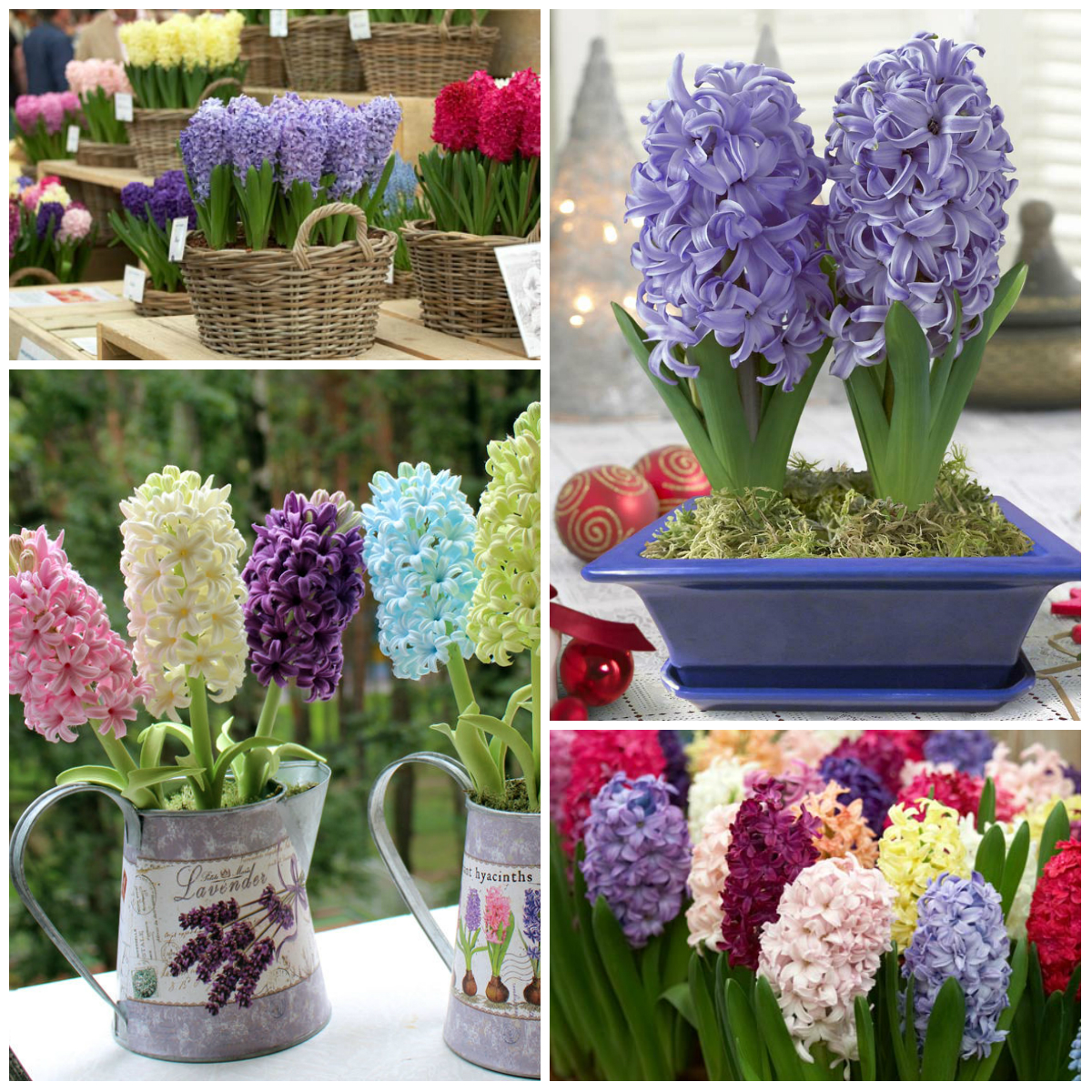 The Most Fragrant Flowers in the World