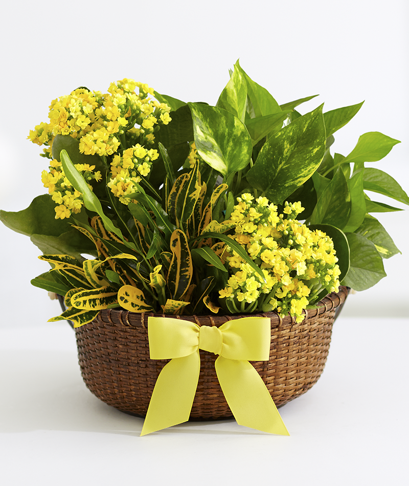 Потос Потос