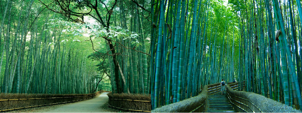 Sagano Bamboo Forest Sagano Bamboo Forest
