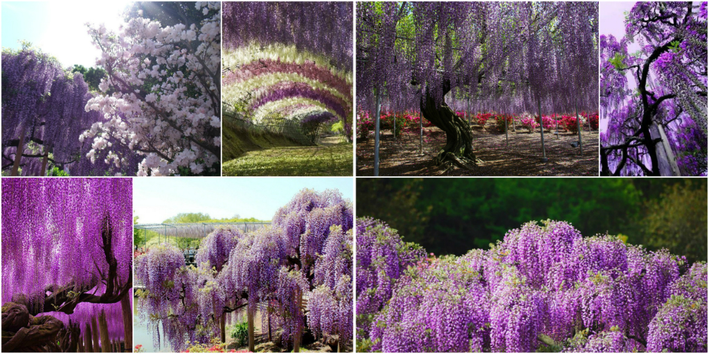 The Most Beautiful Gardens of the World
