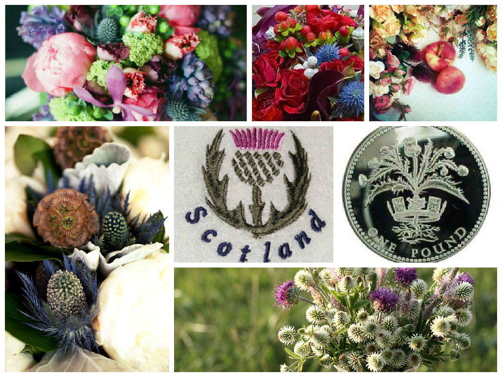 Thistle in bouquets Thistle in bouquets
