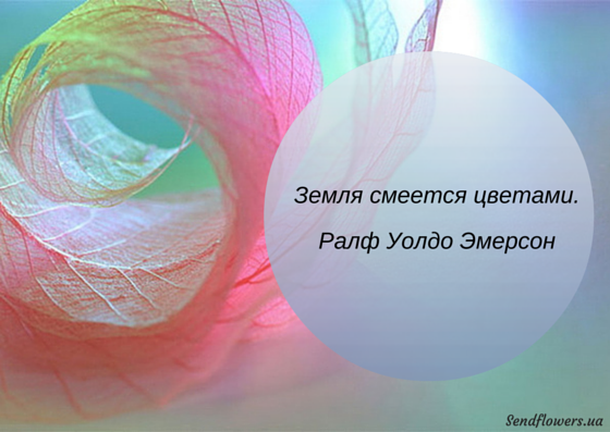 Афоризмы и высказывания о цветах. Красивые открытки Афоризмы и высказывания о цветах. Красивые открытки