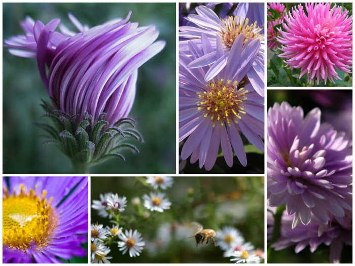 Астра: цветок и его тайны