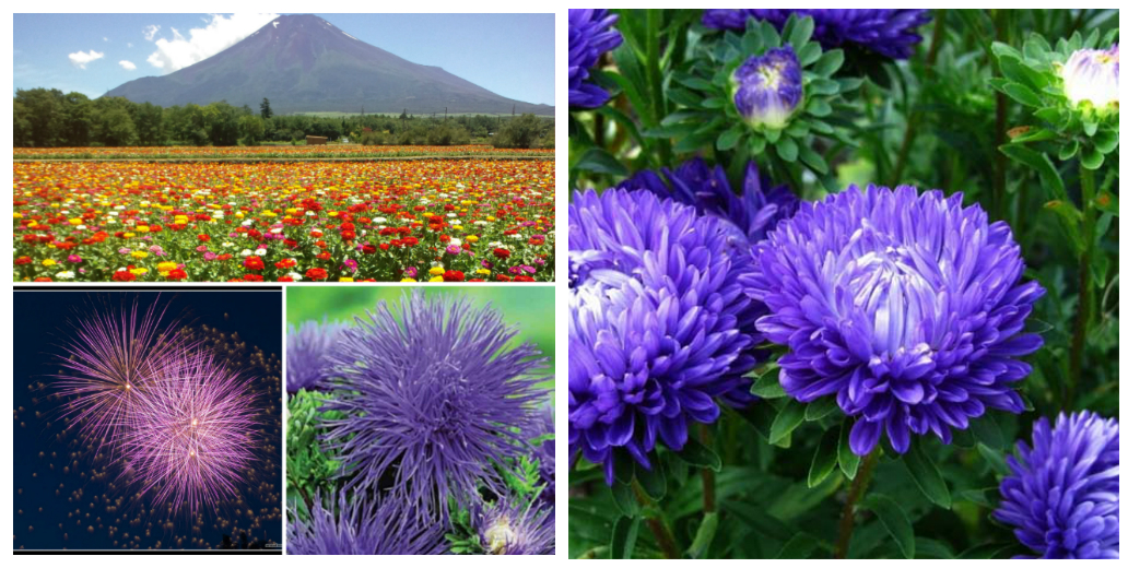 Астра: цветок и его тайны