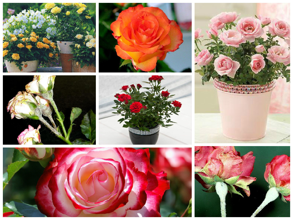 Болезни и вредители роз Болезни и вредители роз