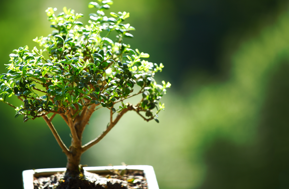 Восточное искусство бонсай Восточное искусство бонсай