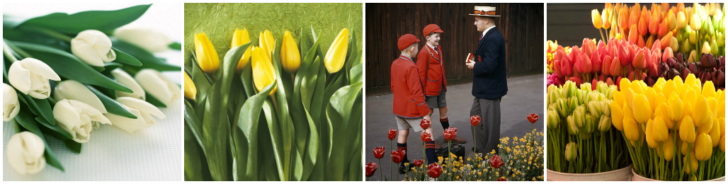 Bouquet of Tulips: Legends and Meaning