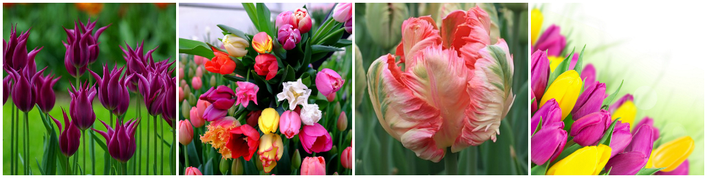 Bouquet of Tulips: Legends and Meaning