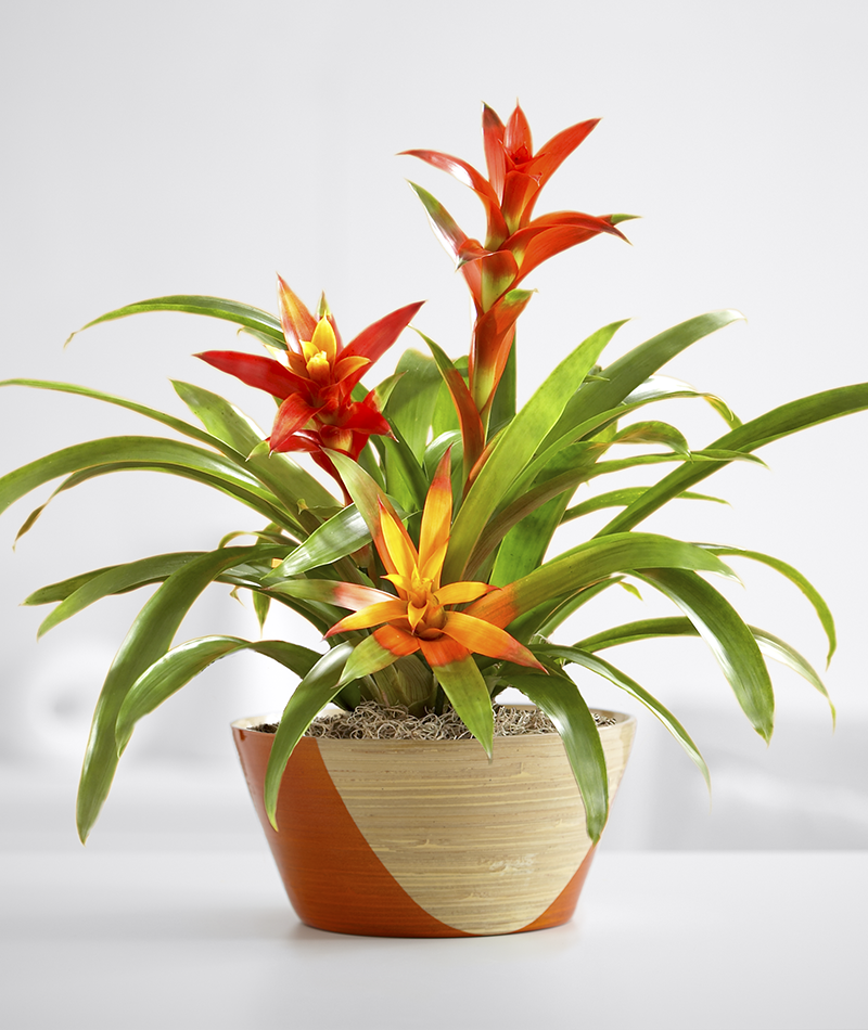 Бромелия Бромелия