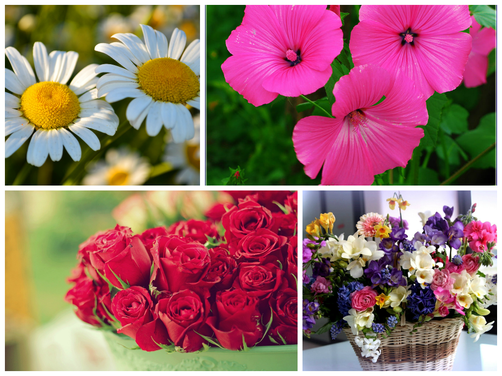 Красивые цветы для Вашей девушки Цветы фото