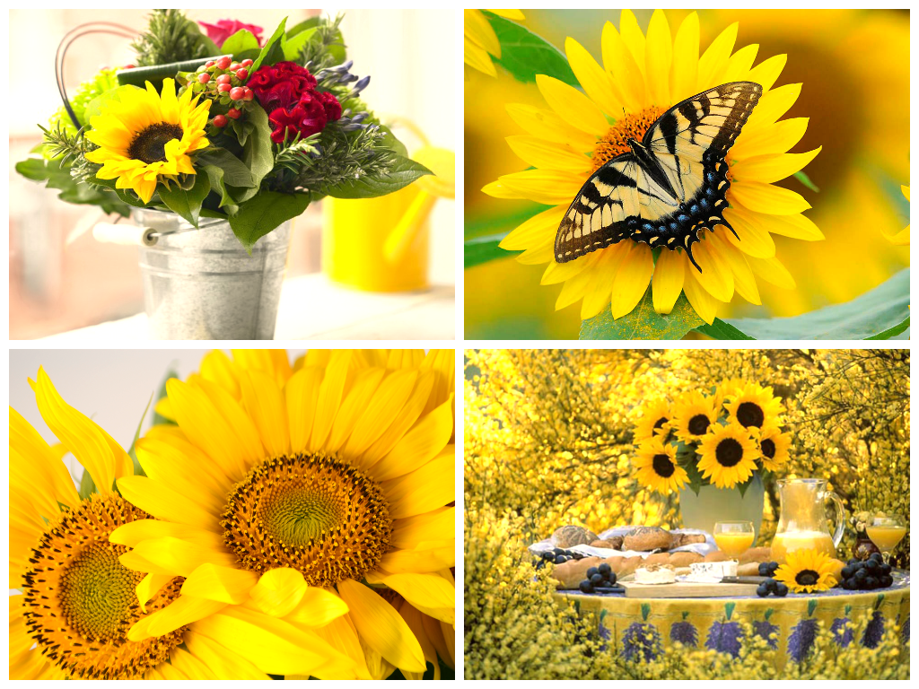 Красивые подсолнухи фото Красивые подсолнухи фото