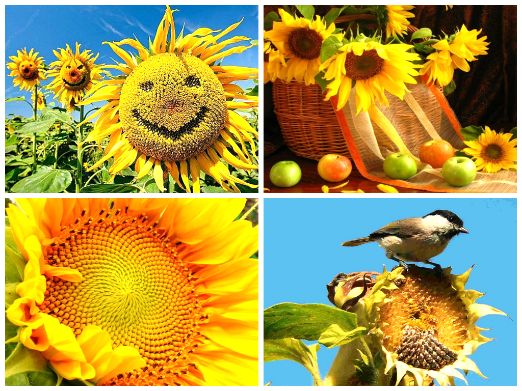 Солнечные подсолнухи Солнечные подсолнухи