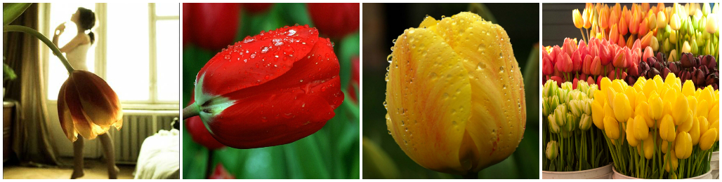 Букет тюльпанов: легенды и значение